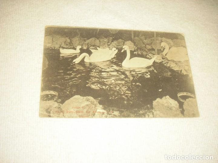 Postales: PARC ZOOLOGIC DE BARCELONA. CIGNES. SIN CIRCULAR. - Foto 1