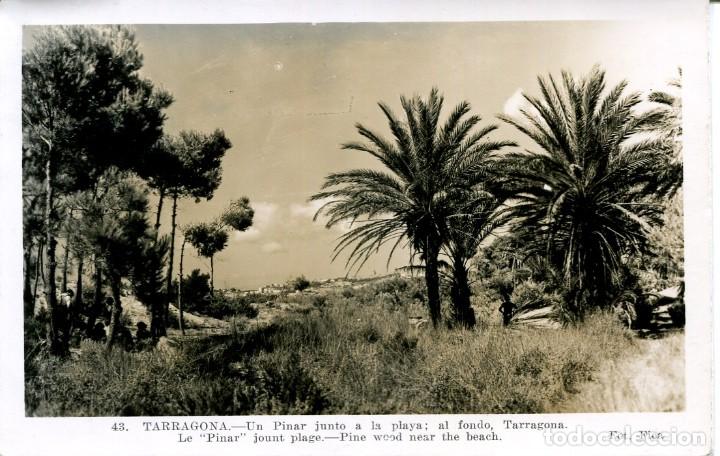Postales: TARRAGONA-UN PINAR JUNTO A LA PLAYA-AL FONDO TARRAGONA-FOTOGR&Aacute;FICA FICA