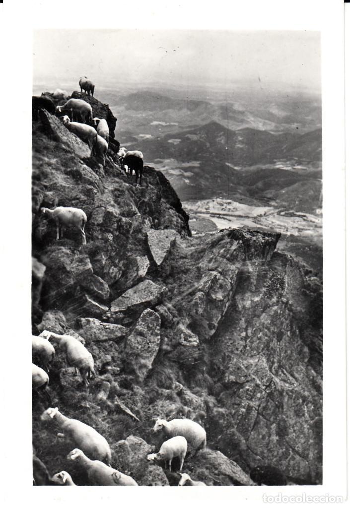 Postales: POSTAL DE MASSANET DE CABRENYS.-ROC DE FRAUSA - CIRCULADA CON MATASELLOS DE MASSANET