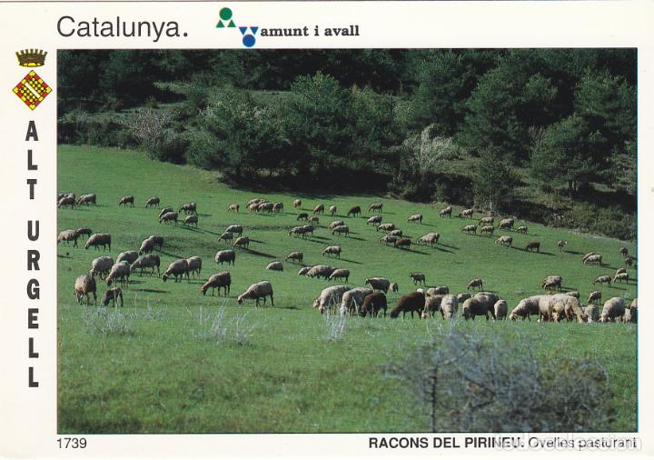 Postales: alt urgell, catalunya amunt i avall, racons del pirineu, ovelles pasturant, lerida