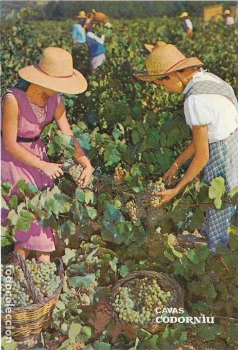 Postales: cavas codorniu, vedimia, barcelona - Foto 1