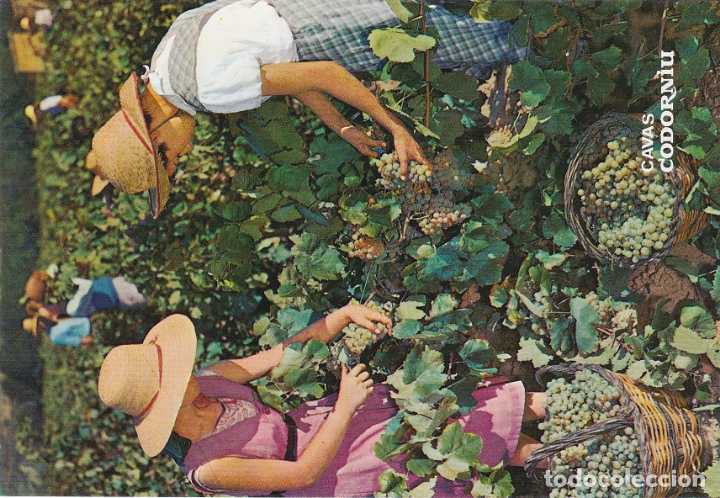 Postales: cavas codorniu, la vendimia, barcelona - Foto 1