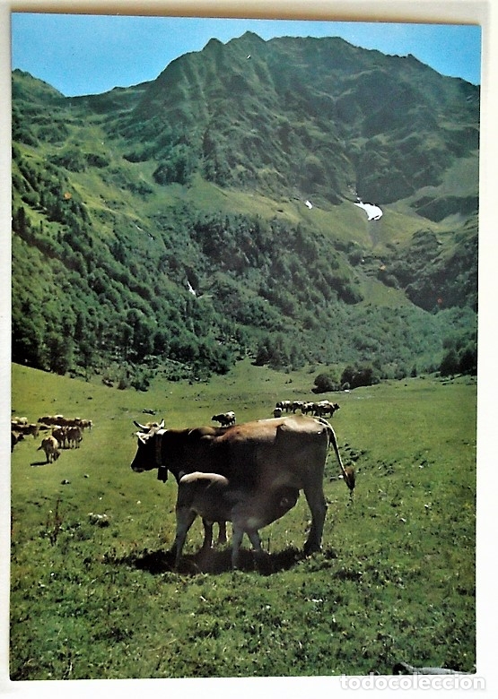 Postales: Artiga de Lin (Vall d'Ar&aacute;n). 1559 Paisaje con vacas. CYP. Nueva. Color