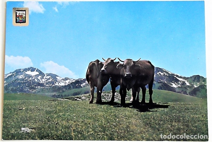 Postales: Vall d'Ar&aacute;n. 5191 Puerto de la Bonaigua. Vacas.  Escudo de Oro. Nueva. Color