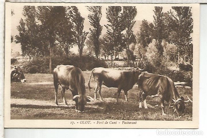 Postales: GERONA OLOT SIN ESCRIBIR - Foto 1