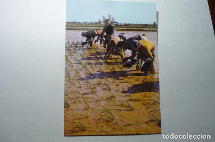 Postales: postal tortosa.-plantada arroz delta ebro
