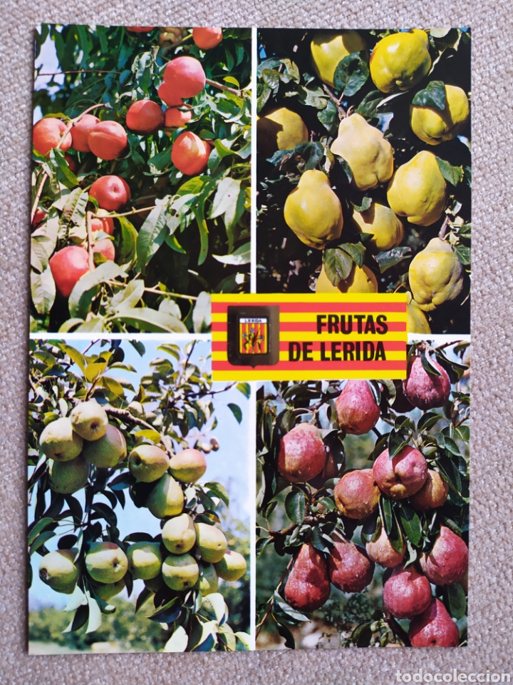 Postales: 6 postales de Frutas de L&eacute;rida. Sin circular - Foto 3