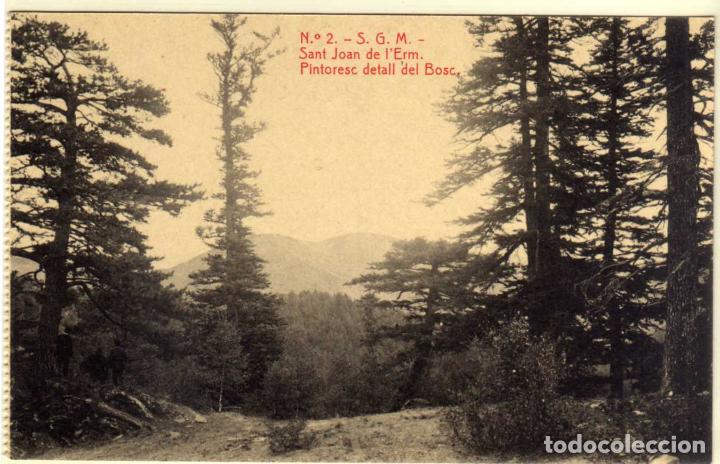Postales: POSTAL SANT JOAN DE L&acute;ERM (LERIDA) - PINTORESC DETALL DEL BOSC