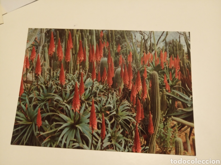 Postales: Blanes jard&iacute;n bot&aacute;nico - Foto 1