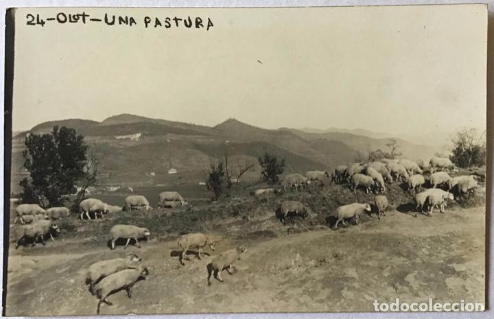 Postales: OLOT. UNA PASTURA. - Foto 1