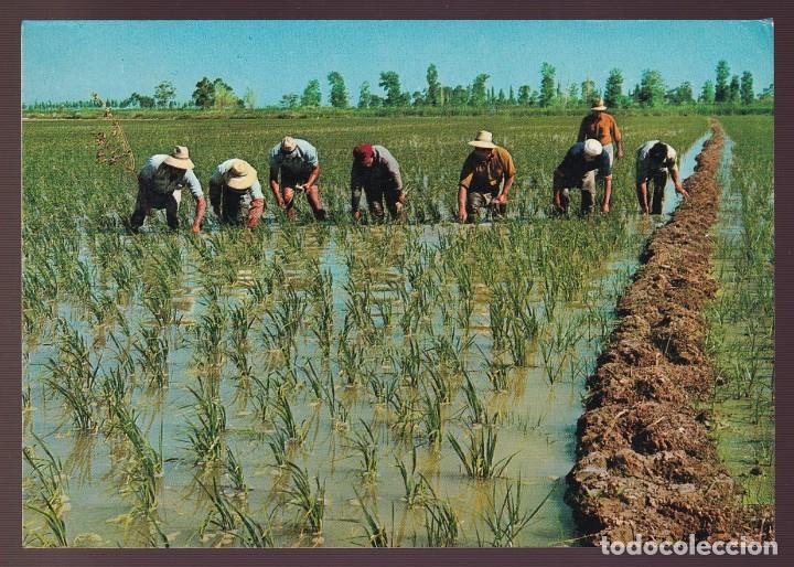 Postkarten: Deltebre. *Labores en los arrozales* Ed. Foto Silago - BV n&ordm; 76. Nueva.