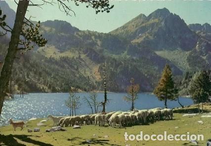 Postales: POSTAL A COLOR 5023 PIRIENOS DE LERIDA EL PALLARS VALLE DE ESPOT GANADERIA EN SAN MAURICIO