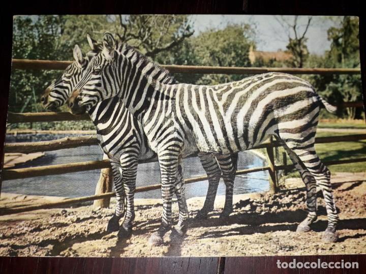Cartes Postales: N&ordm; 41344 POSTAL ZOO DE BARCELONA CEBRAS DE GRANT