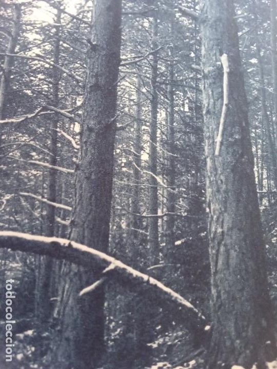 Postales: Saldes.Cinc postals. - Foto 10
