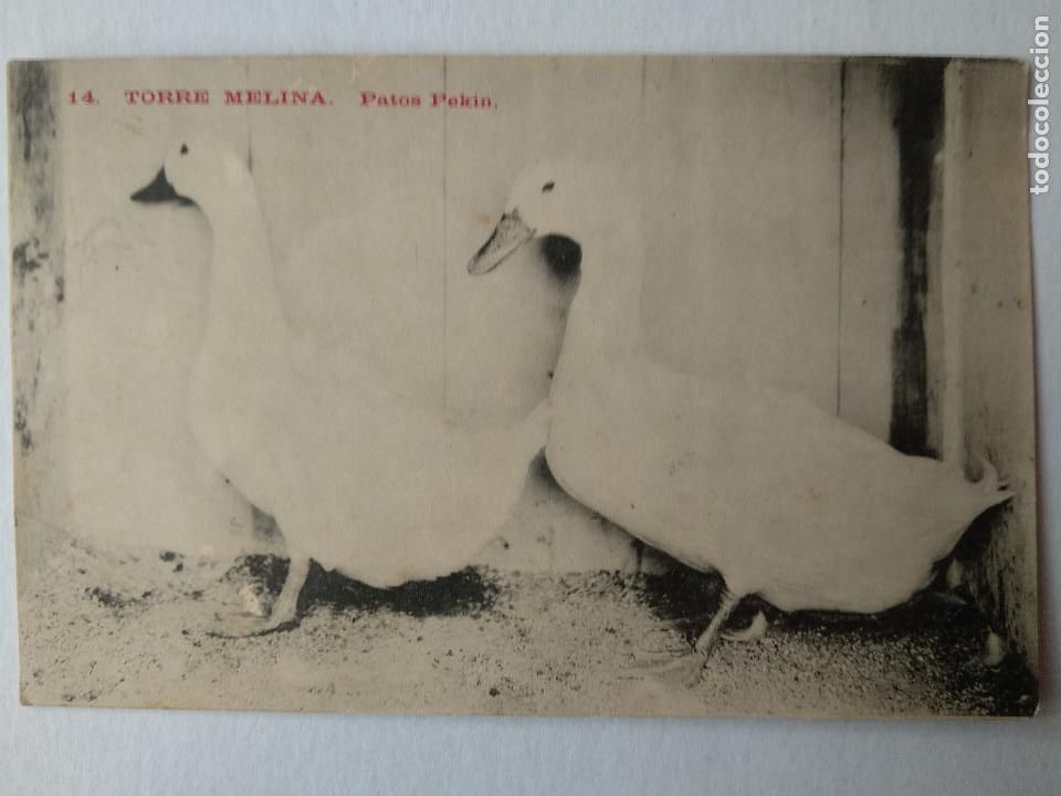 Postales: TORRE MELINA. PATOS PEK&Iacute;N. (N&ordm; 14).