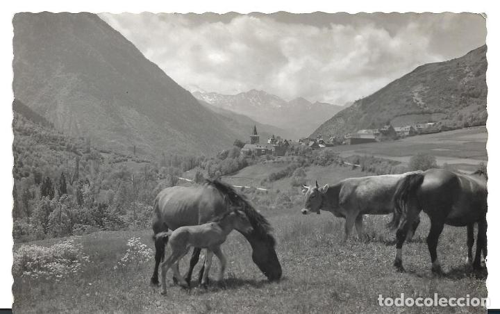 Postales: VALLE DE ARAN - GESA - GANADERIA ARANESA. N&Uacute;M. 406. POSTAL ESCRITA. CONTORNO DENTADO. ED. URISMO