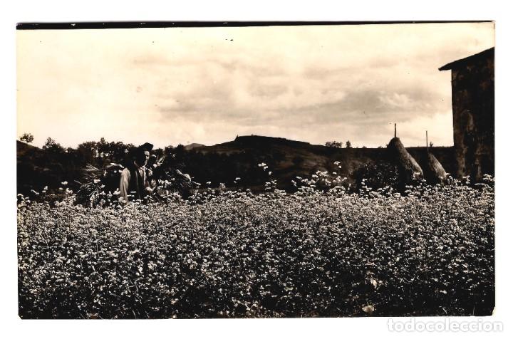 Postales: Valles de Olot - T&iacute;pica estampa campesina - Postal Fotogr&aacute;fica 142x94 In&eacute;dita en Todocolecci&oacute;n