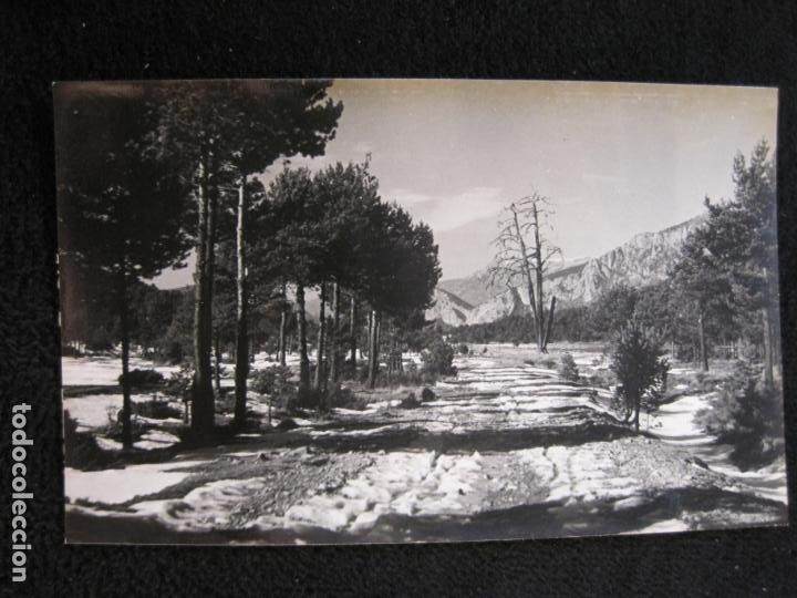Cartoline: PLA DE CAMPLLONG-PI DE LES TRES BRANQUES-FOTO CUYAS-2-POSTAL ANTIGUA-(78.056)