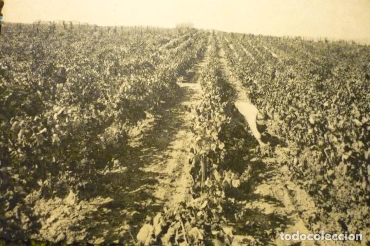 Postales: postal s.sadurni de noya -vi&ntilde;edos codorniu cm