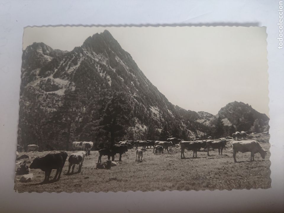 Postales: POSTAL VALLE DE ESPOT LERIDA GANADERIA PIRENAICA