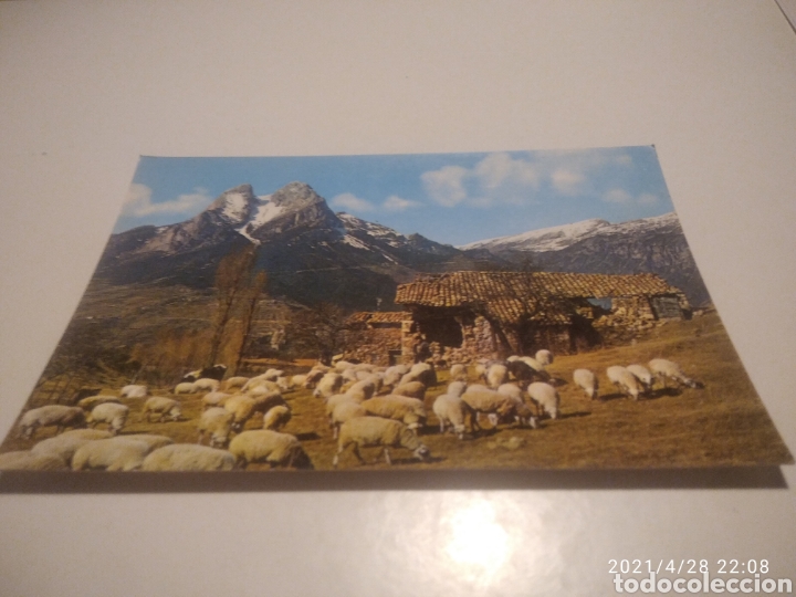 Postales: Saldes ovejas - Foto 1