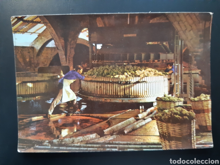 Postales: Postal de San Sadurni de noia. Cavas codorniz pensado de uva.