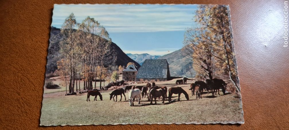 Postales: Preciosa postal de Pirineos de Leida. Ganader&iacute;a. Caballos. Sin escribir.