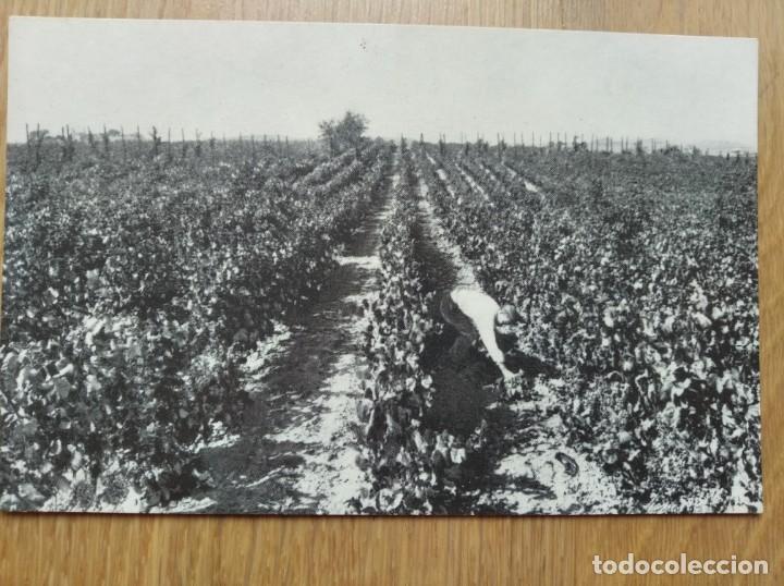 Postales: CAVAS CODORNIU - SAN SADURNI DE NOYA