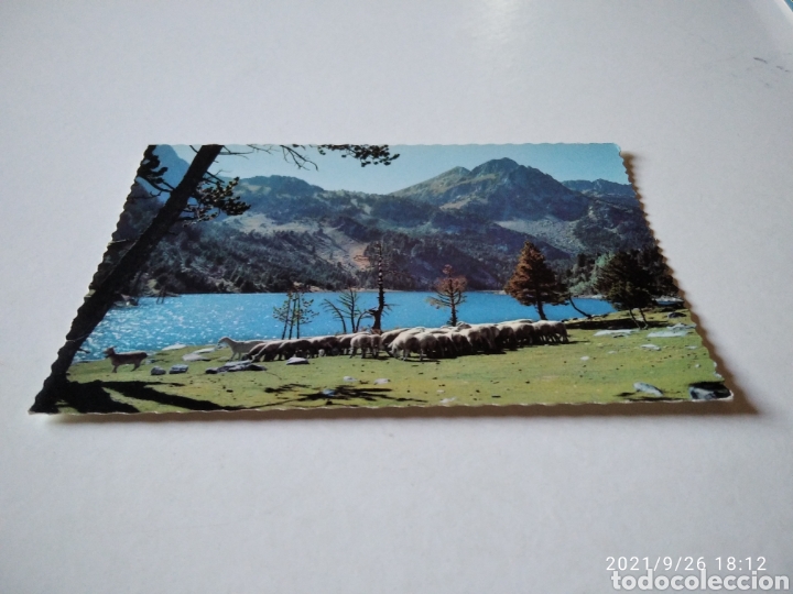 Postales: Postal El Pallars ganader&iacute;a