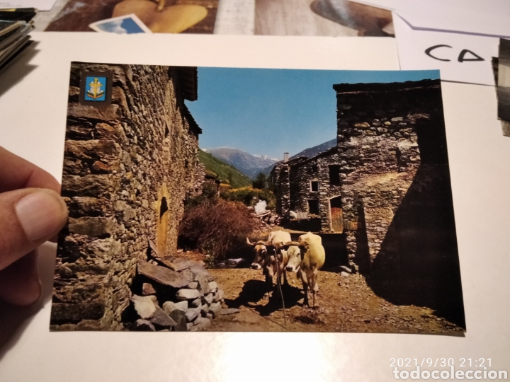 Postales: Postal SETCASES vacas - Foto 1