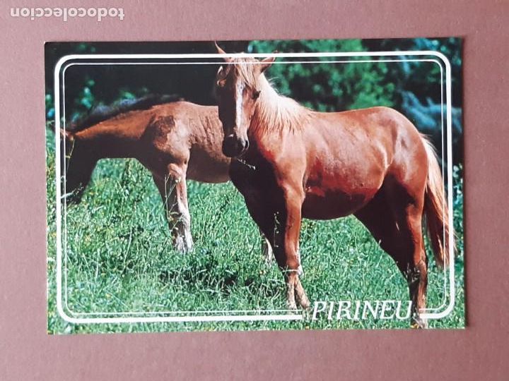 Postales: POSTAL 6601 KOLORHAM. CAMPA&Ntilde;&Aacute;. CABALLOS. PIRINEU. PIRINEOS. CATALU&Ntilde;A. 1987. SIN CIRCULAR.