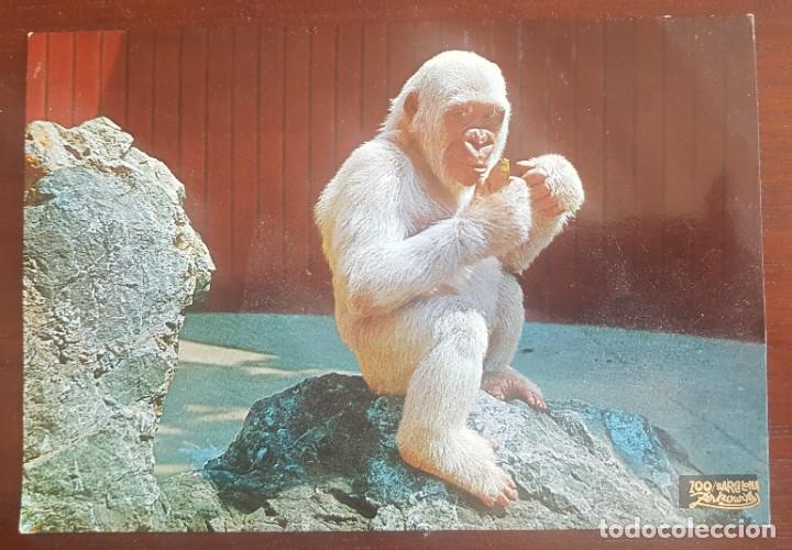 Postales: Postal de Copito de nieve, Zoo de Barcelona