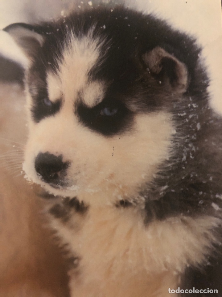 Cartes Postales: N&deg;51446 postal cachorro Husky