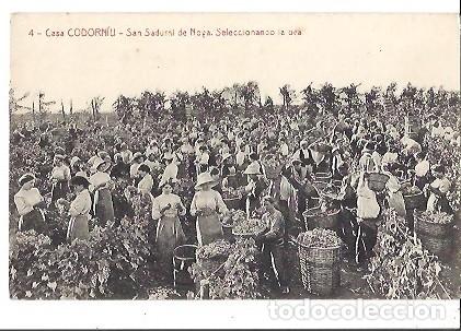 Postais: ANTIGUA POSTAL 4 CASA CODORNIU SAN SADURNI DE NOYA SELECCIONANDO LA UVA