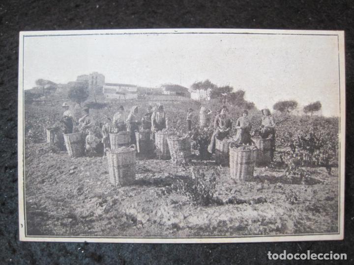 Postcards: GUARDIOLA DE FONTRUBI-CAVAS BAQUES-SELECCION UVA-POSTAL ANTIGUA-(93.756)