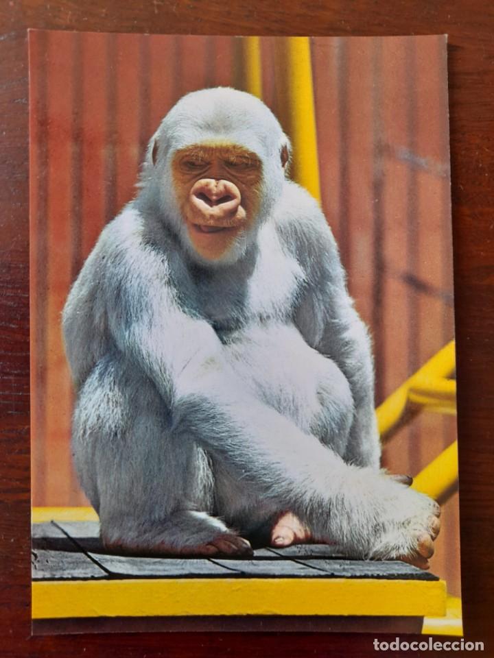 Postales: Una Postal Copito de nieve, Floquet de neu del parque Zool&oacute;gico de Barcelona, dos postales a elegir