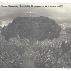 Postales: POSTAL FOTOGRÀFICA MONTMELÓ ”NOTABILÍSSIM PI RABASSUT” (1912). Lote 361535290