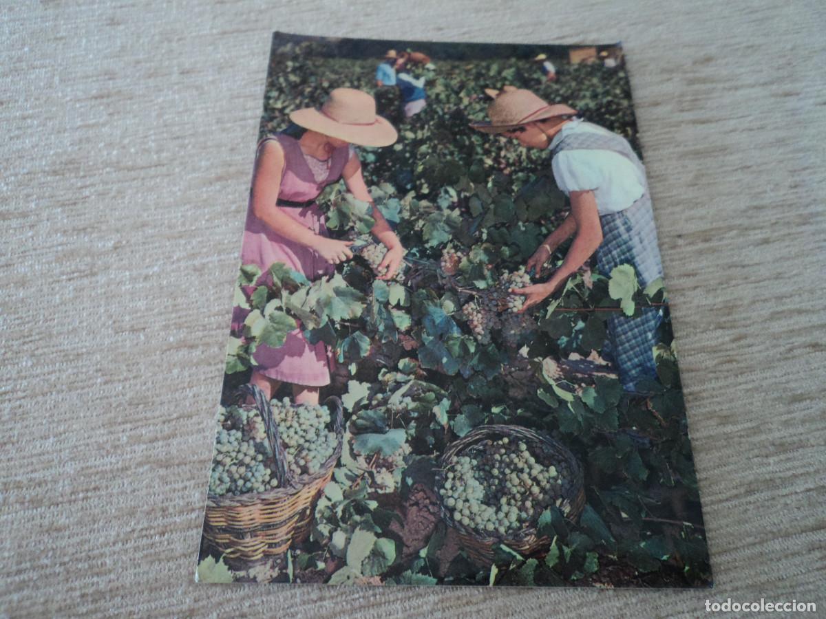 Postales: cavas codorniu, vendimia, circulada - Foto 1
