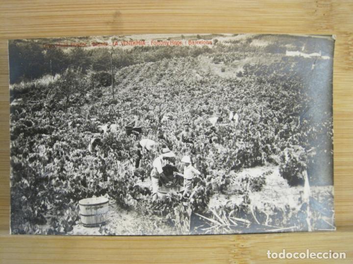 Postais: BLANES-CAVES MONT FERRANT-LA VENDIMIA-FOTOGRAFICA-POSTAL ANTIGUA-(99.585)