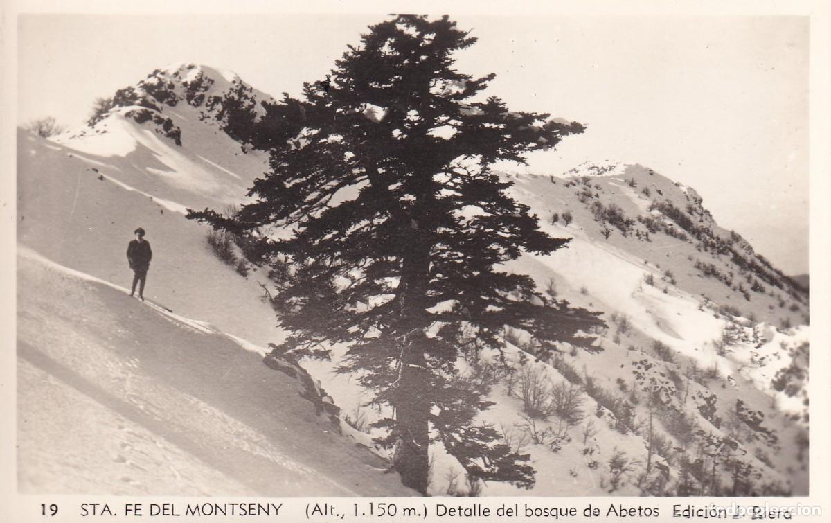 Postales: MONTSENY - DETALLE DEL BOSQUE DE ABETOS