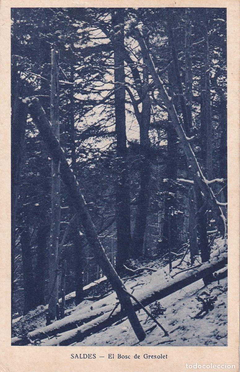 Postales: SALDES - BOSQUE DE GRESOLET - Foto 1
