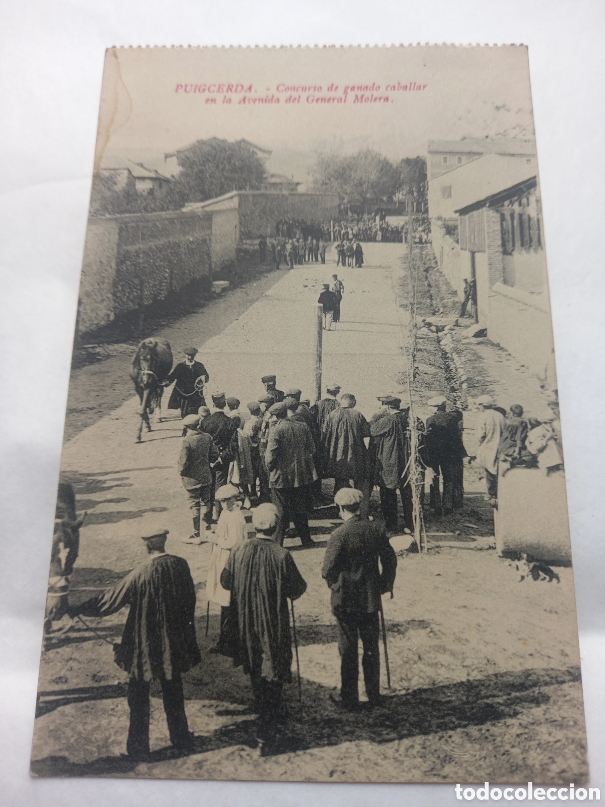 Postales: Postal PUIGCERDA. Concurso de Ganado Caballar