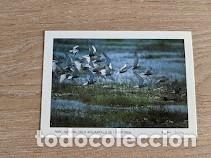 Postales: POSTAL AIGUAMOLLS DE L'EMPORD&Agrave;