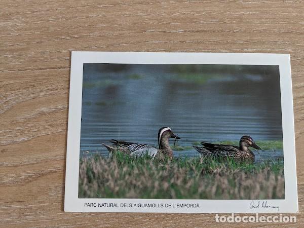 Postales: POSTAL AIGUAMOLLS DE L'EMPORD&Agrave;