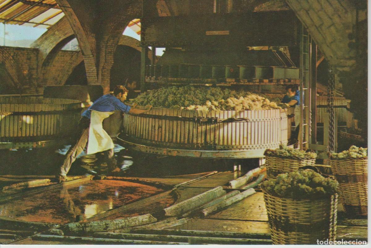 Postales: (17092) CAVAS CODORNIU. PRENSADO DE LA UVA ... SIN CIRCULAR