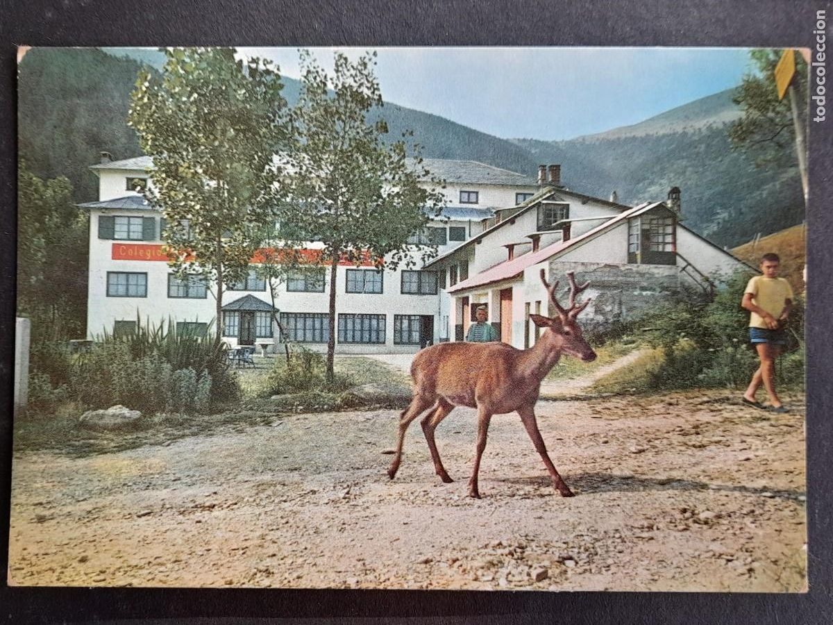 Postkarten: Postal vintage de la molina imagen de gamo en el colegio de la virgen de las Nieves, Alta Cerda&ntilde;a