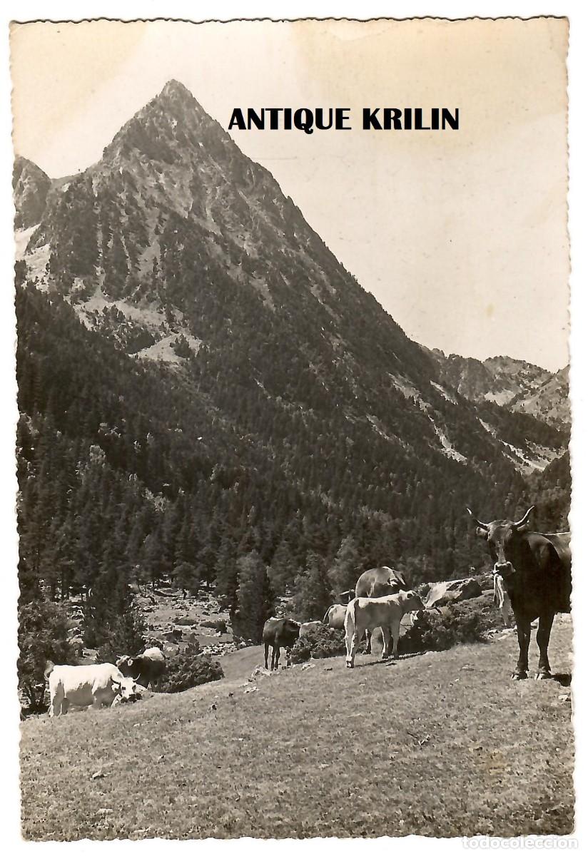 Postales: ESPOT / LOS ENCANTATS / POSTAL FONDA ROIAS / FAZIO M. / SIN CIRCULAR