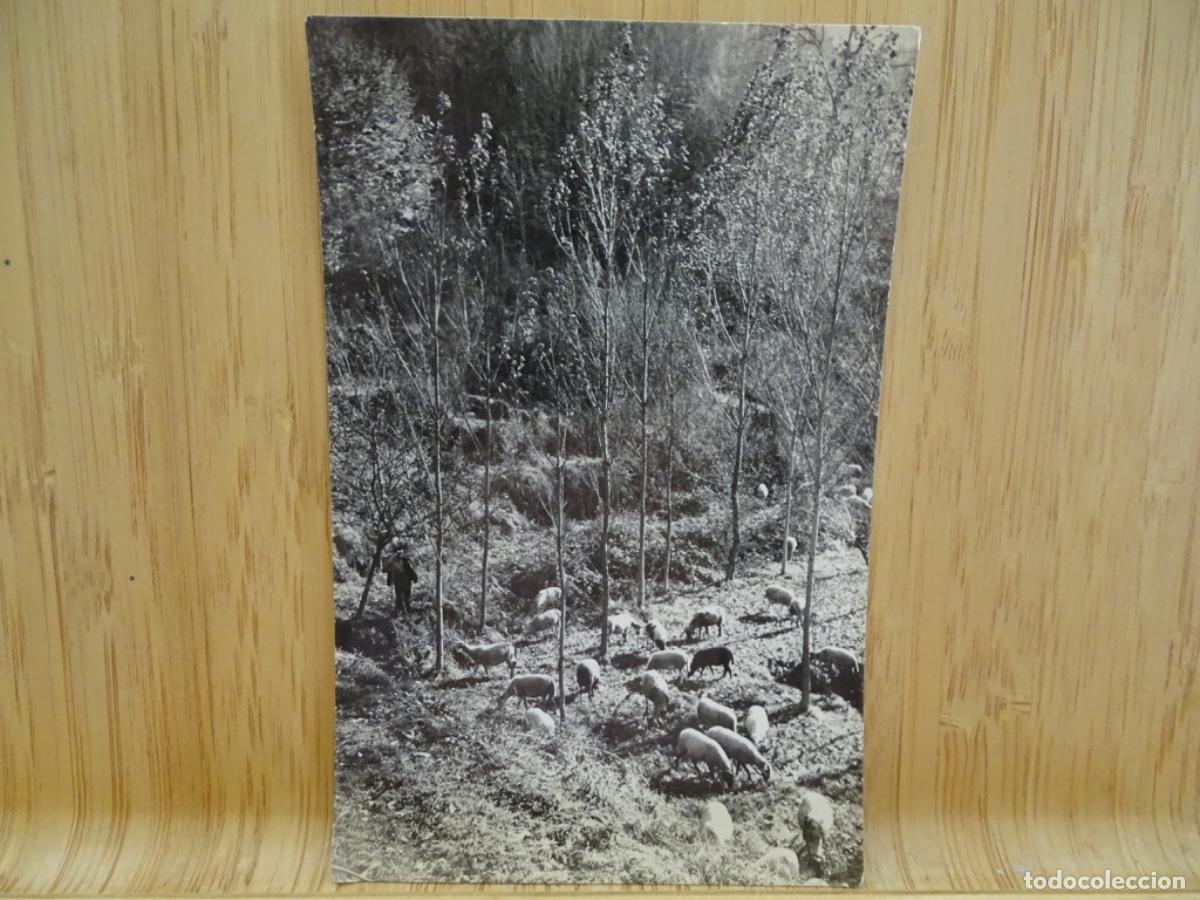 Postales: SAN HILARI&Oacute;N DE SACALM 30. PASTOS EN LOS ALREDEDORES.