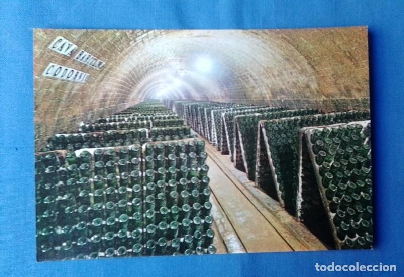 Postales: postal cavas Codorniu no circulada - Foto 1