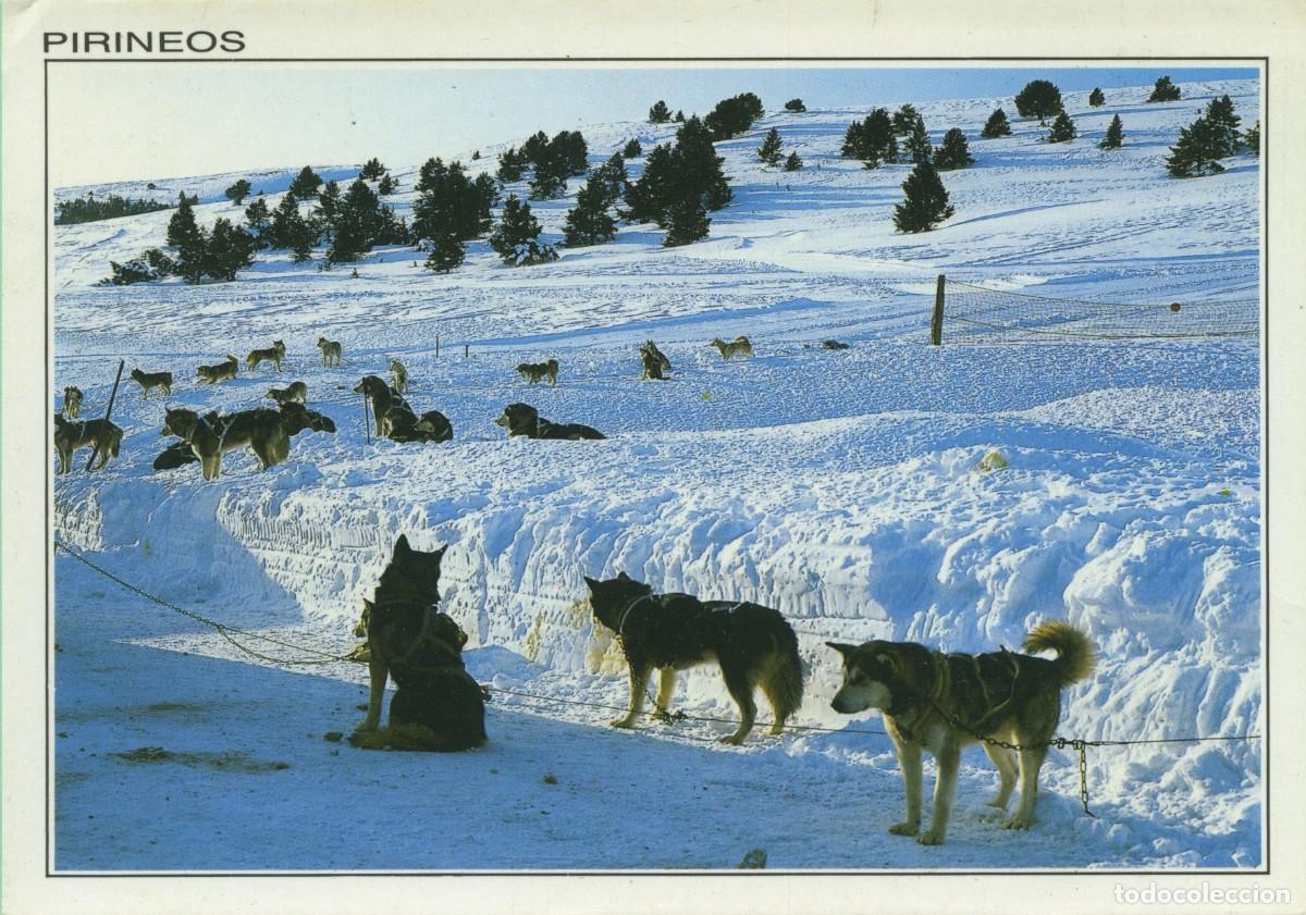 Postales: N&ordm; FyF 31-PIRINEOS. Huskys de Siberia. Malamutes de Alaska. Sin circular. EDICIONES SICILIA